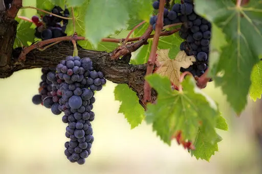 La Belle Amie Vineyard grapes hang on vine