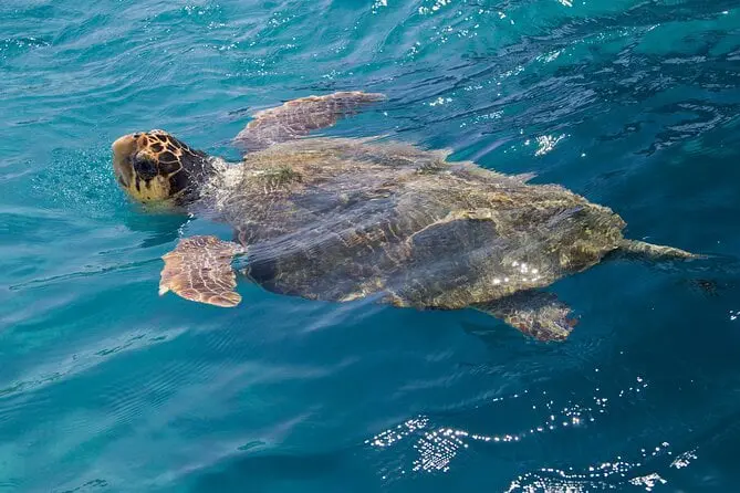 A Loggerhead turtle off the coast of Bird Island