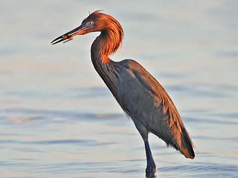 A Reddish Egret enjoys a fish lunch on Bird Island